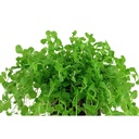 Tropica Micranthemum Umbrosum in vasetto