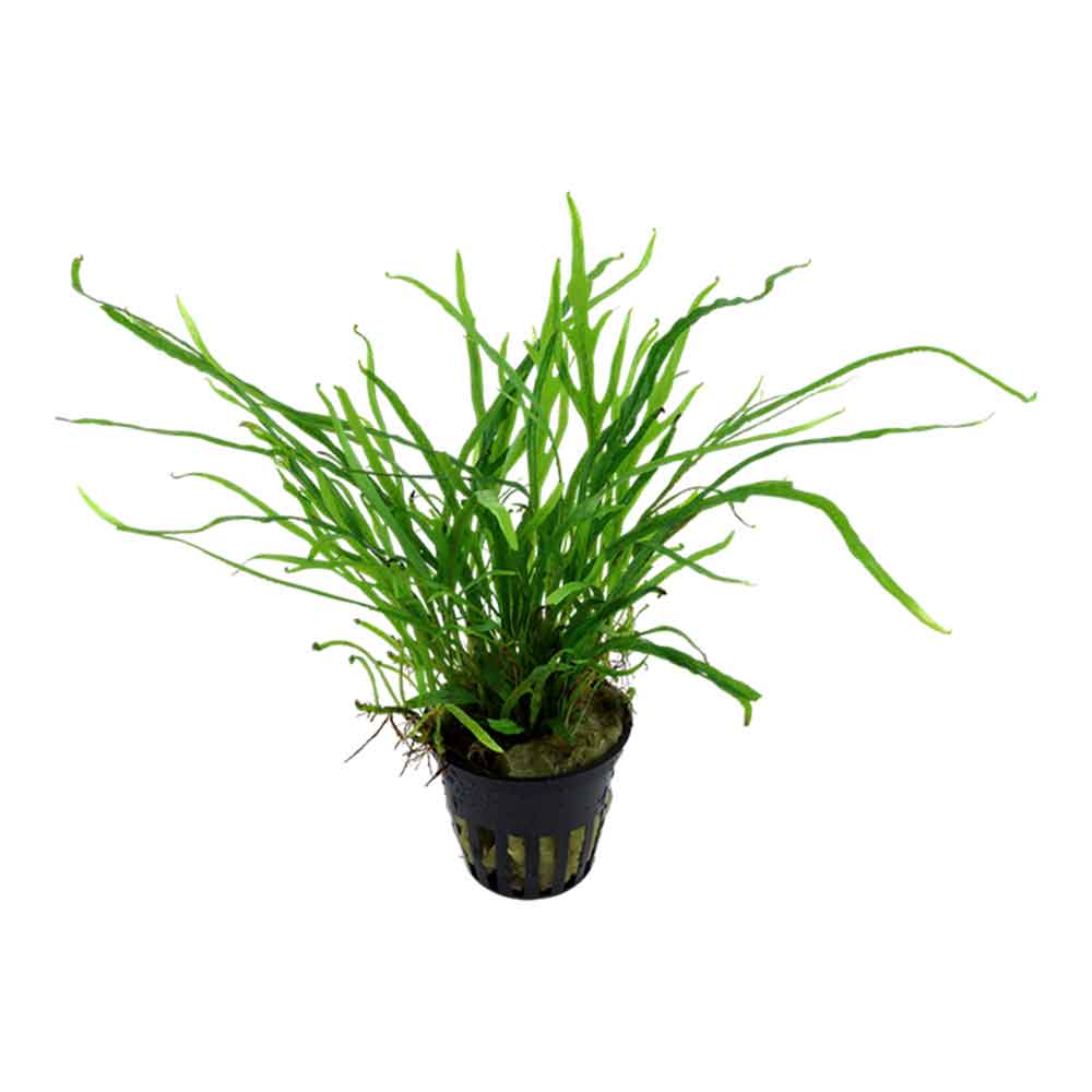Tropica Microsorum Pteropus "'Trident" in vasetto