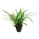 Tropica Microsorum Pteropus "'Trident" in vasetto
