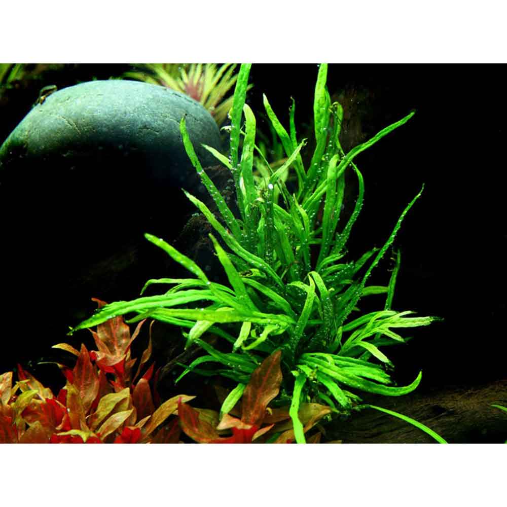 Tropica Microsorum Pteropus "'Trident" in vasetto