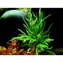 Tropica Microsorum Pteropus "'Trident" in vasetto
