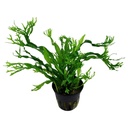 Tropica Microsorum Pteropus "'Windelov" in vasetto