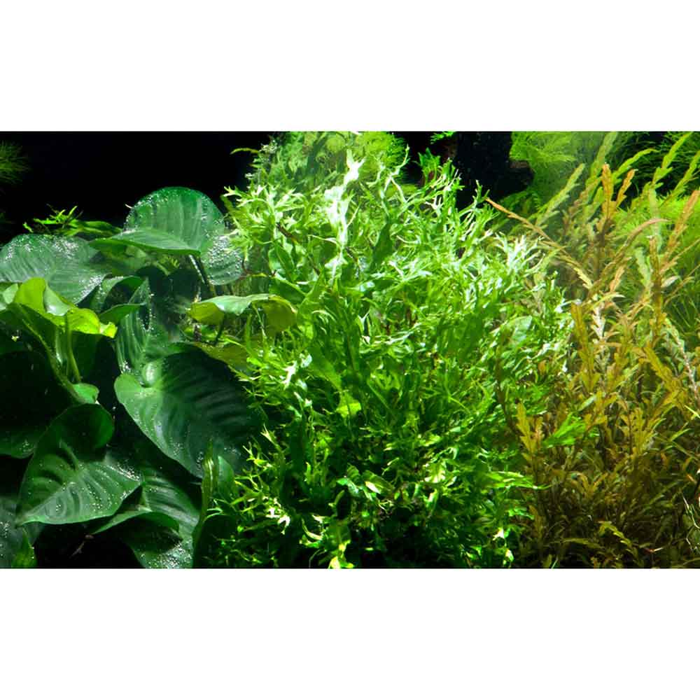 Tropica Microsorum Pteropus "'Windelov" in vasetto