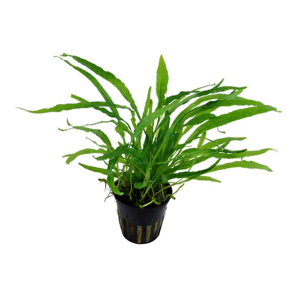 Tropica Microsorum Pteropus "Narrow" in vasetto