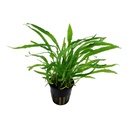 Tropica Microsorum Pteropus "Narrow" in vasetto