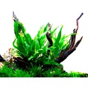 Tropica Microsorum Pteropus in vasetto