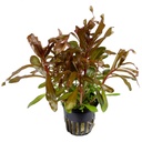 Tropica Nesaea Crassicaulis in vasetto