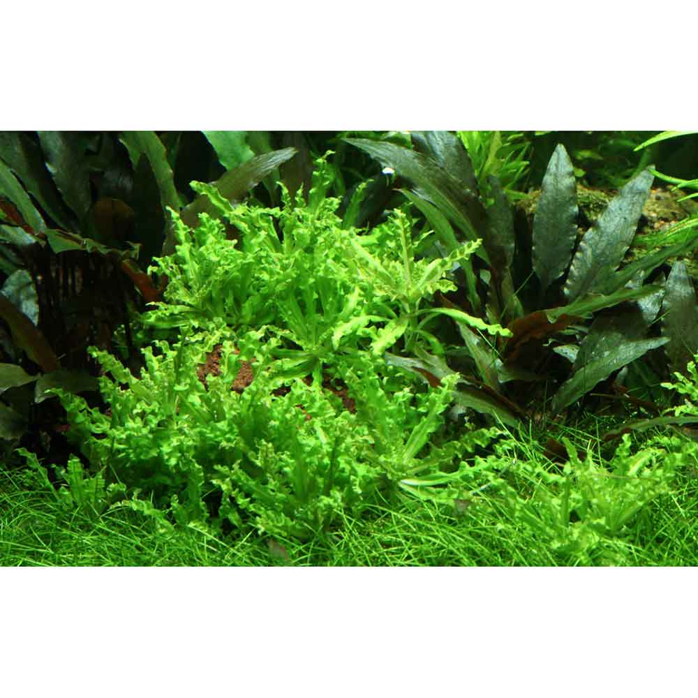 Tropica Pogostemon Helferi in vasetto