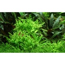 Tropica Pogostemon Helferi in vasetto