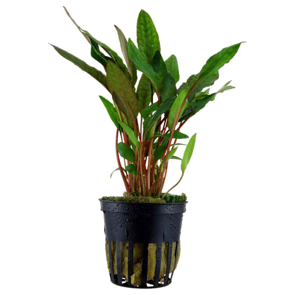 Tropica Single Package Cryptocoryne Beckettii "Petchii" vasetto