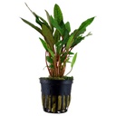 Tropica Single Package Cryptocoryne Beckettii "Petchii" vasetto