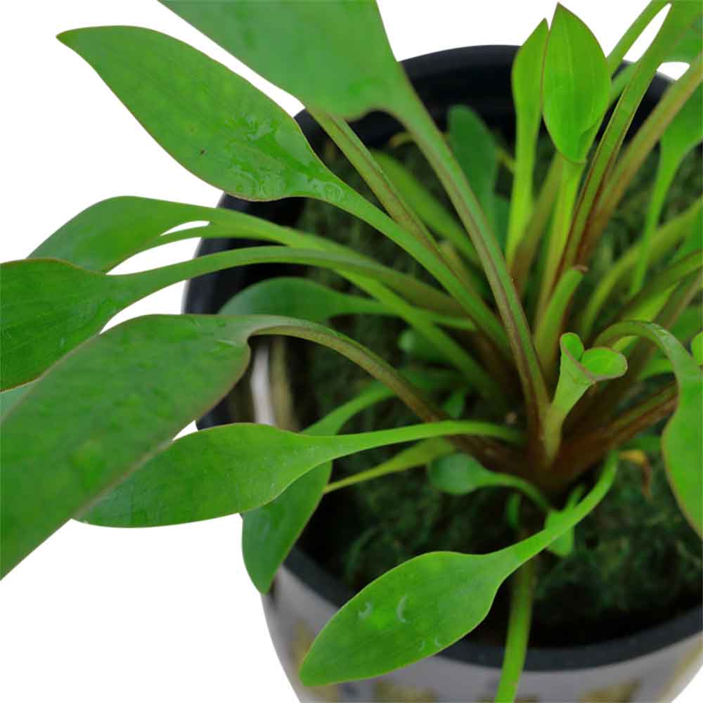 Tropica Single Package Cryptocoryne Willisii vasetto