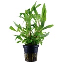 Tropica Single Package Hygrophila Siamensis 53B vasetto