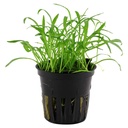 Tropica Single Package Lilaeopsis Brasiliensis vasetto