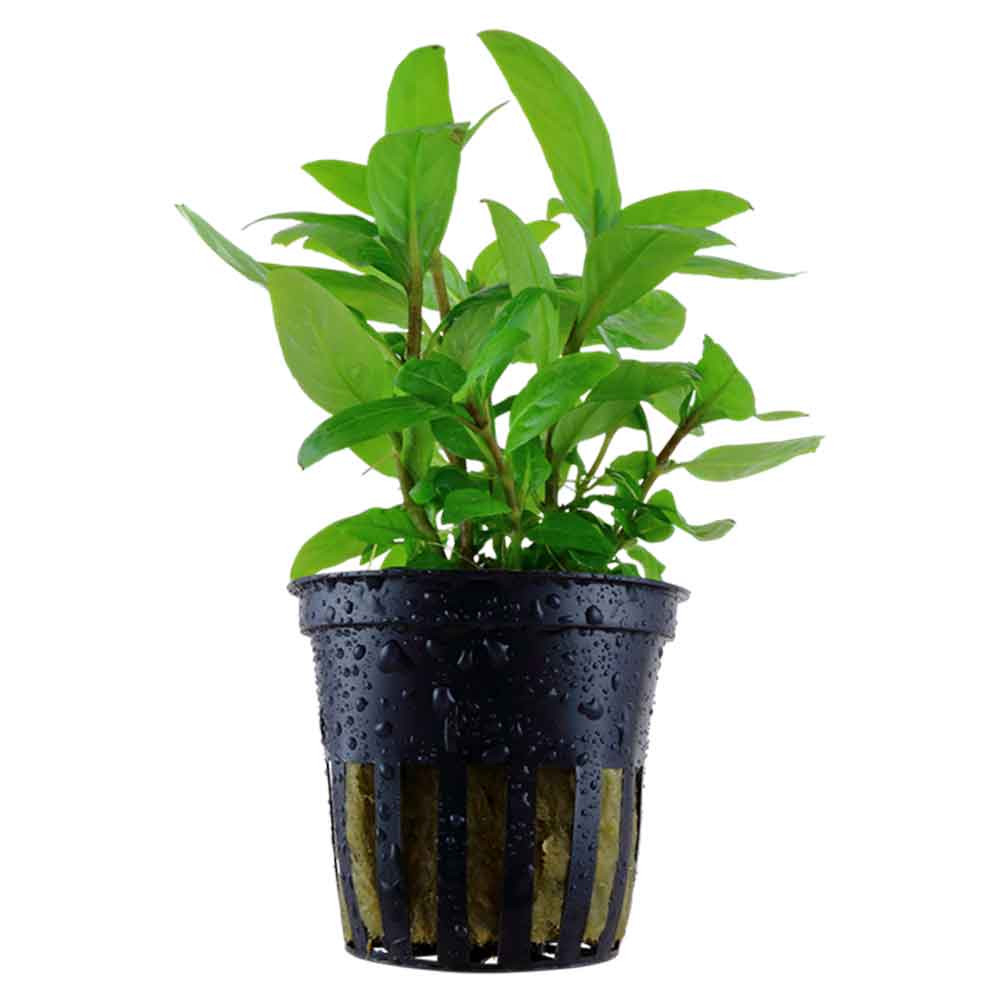 Tropica Single Package Staurogyne repens in vasetto
