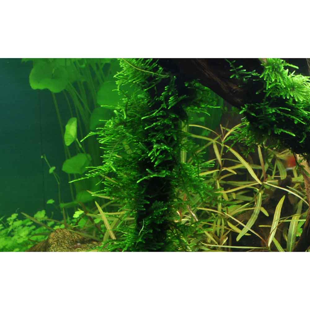 Tropica Taxiphyllum Spiky in porzione