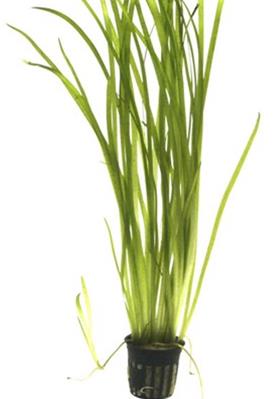Tropica Vallisneria Spiralis "Tiger" in vasetto