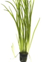 Tropica Vallisneria Spiralis "Tiger" in vasetto