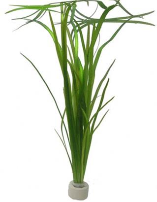 Tropica Vallisneria americana "Natans" in mazzetto