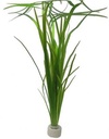 Tropica Vallisneria americana "Natans" in mazzetto