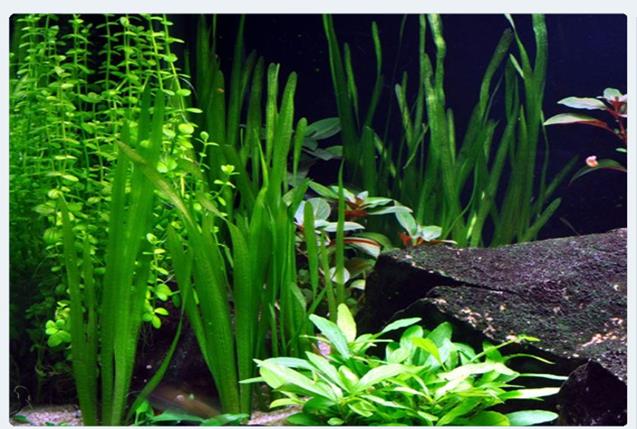 Tropica Vallisneria americana "Natans" in mazzetto