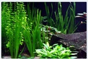 Tropica Vallisneria americana "Natans" in mazzetto