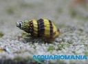 Anentome Helena Lumaca (Lumaca Killer) mangia Lumachine infestanti per acqua dolce