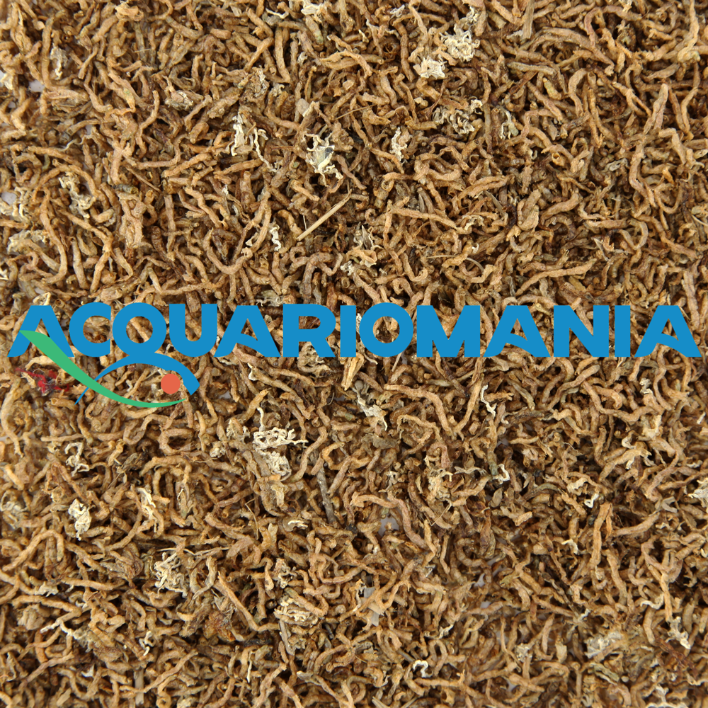 Shg Chironomus 300g