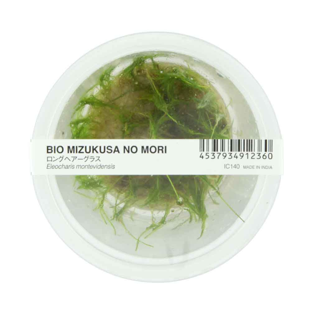 Ada Bio Mizukusa No Mori Eleocharis montevidensis in Vitro Cup (8Ø-10H)