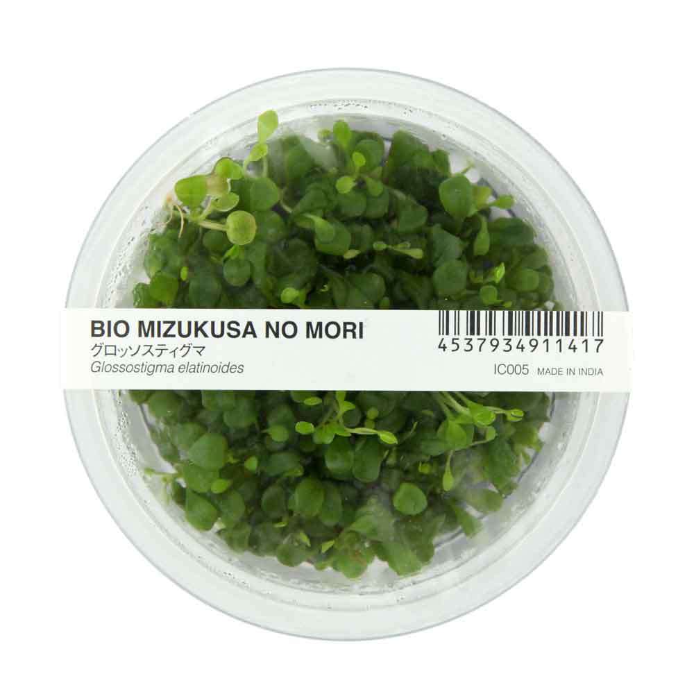 Ada Bio Mizukusa No Mori Glossostigma elatinoides in Vitro Cup (8Ø-5H)