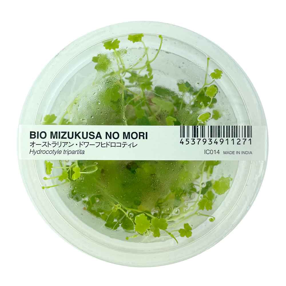 Ada Bio Mizukusa No Mori Hydrocotyle tripartita in Vitro Cup (8Ø-5H)