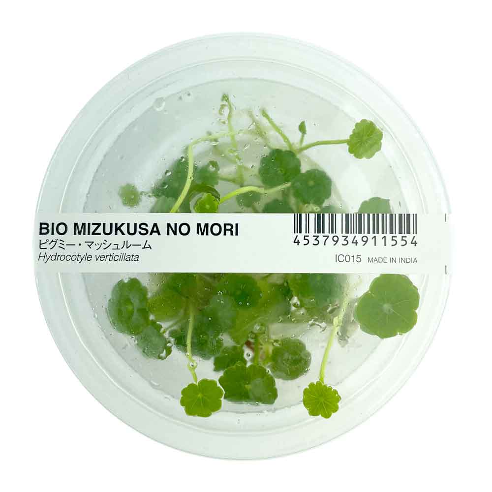 Ada Bio Mizukusa No Mori Hydrocotyle verticillata in Vitro Cup (8Ø-5H)