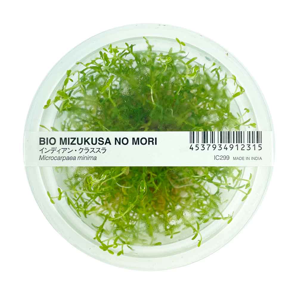 Ada Bio Mizukusa No Mori Helanthium Echinodorus tenellum in Vitro Cup (8Ø-5H)