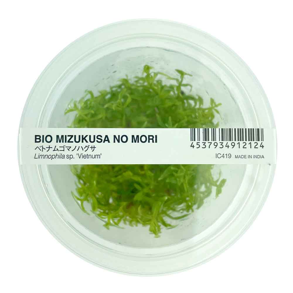 Ada Bio Mizukusa No Mori Scrophulariaceae limnophila sp. &quot;Vietnum&quot; in Vitro Cup (8Ø-10H)