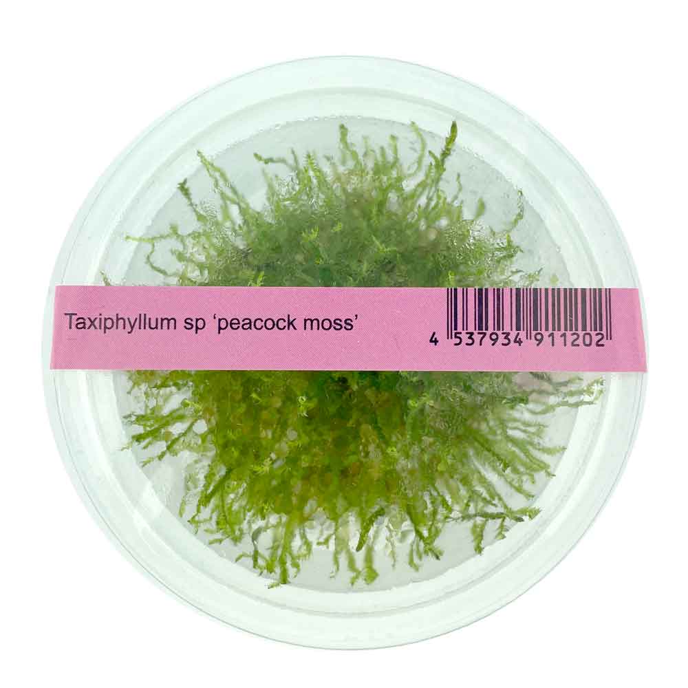 Ada Bio Mizukusa No Mori Taxiphyllum sp. &quot;Peacock moss&quot; in Vitro Cup (8Ø-10H)