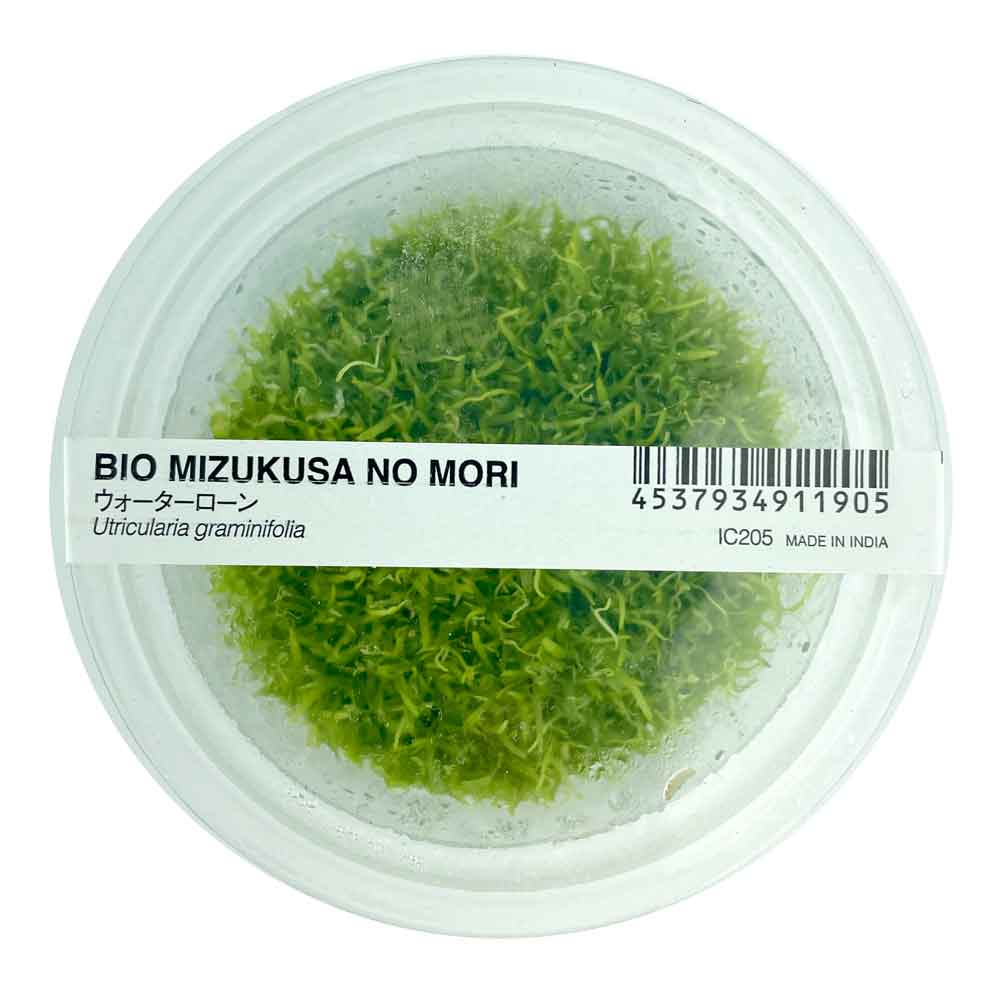Ada Bio Mizukusa No Mori Utricularia graminifolia in Vitro Cup (8Ø-5H)