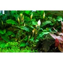 Tropica Bucephalandra pygmaea 'Bukit Kalem'