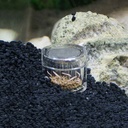 Hobby Planaria X Trappola Planarie