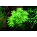 Tropica 1•2•Grow! Hottonia palustris galleggiante in Vitro Cup
