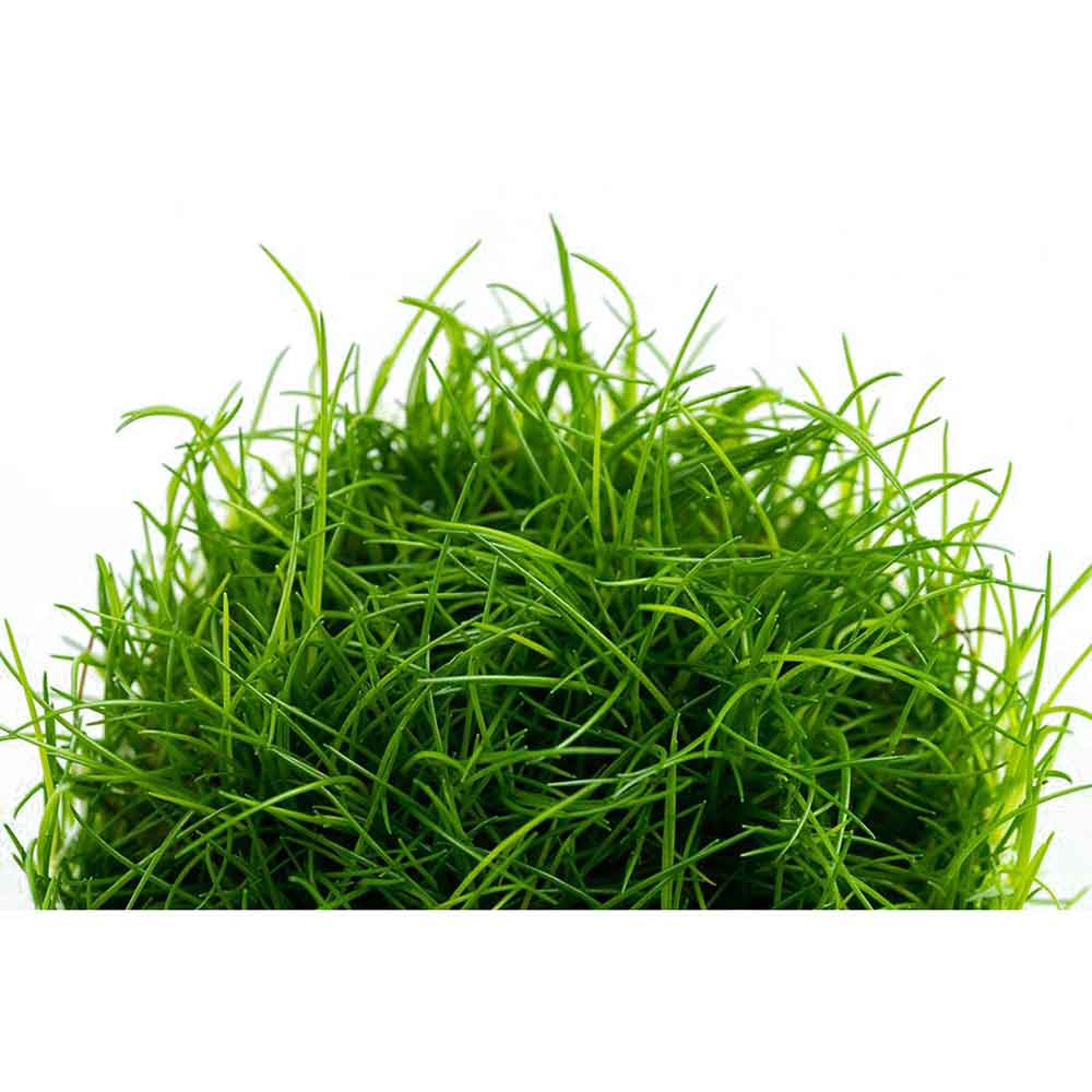 Tropica 1•2•Grow! Eleocharis acicularis in Vitro Cup