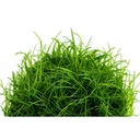Tropica 1•2•Grow! Eleocharis acicularis in Vitro Cup