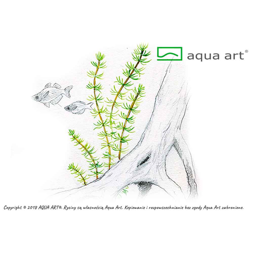 Aqua Art Alternanthera reineckii "Lilacina" in Vitro Cup