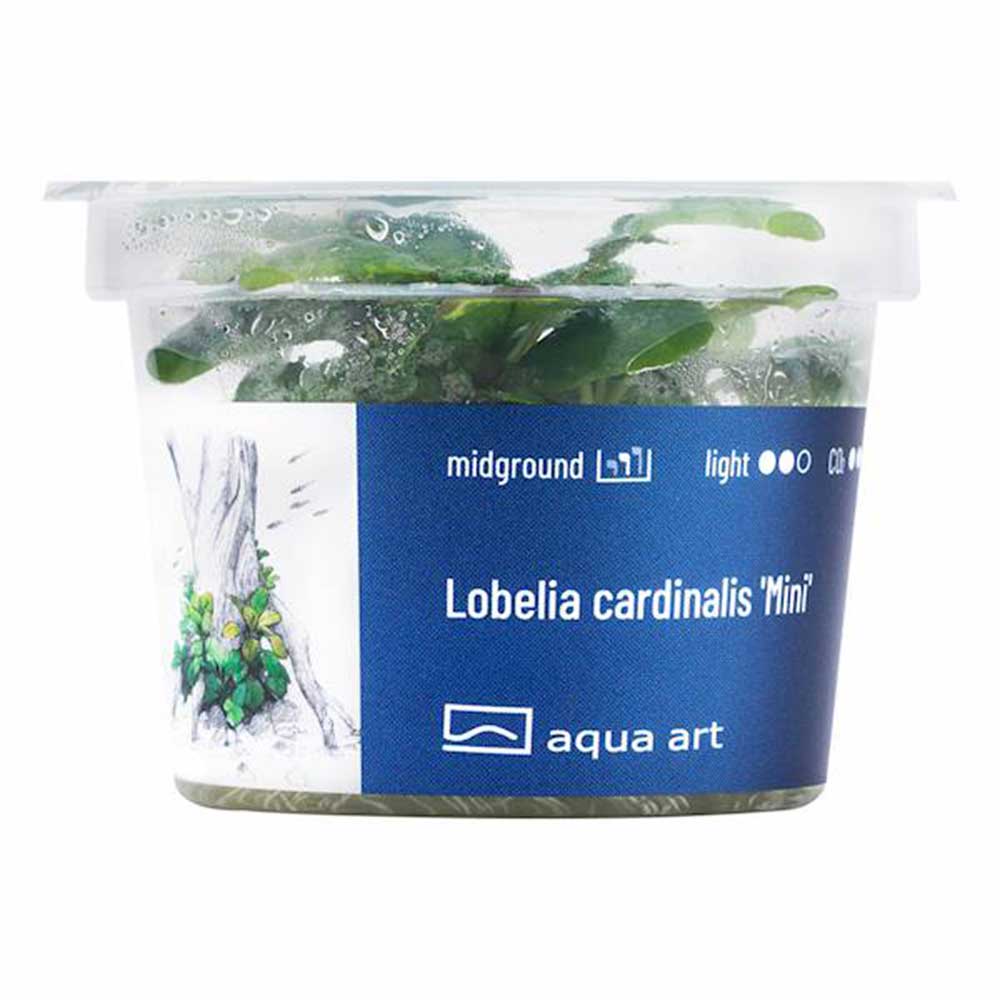Aqua Art Alternanthera reineckii "Lilacina" in Vitro Cup