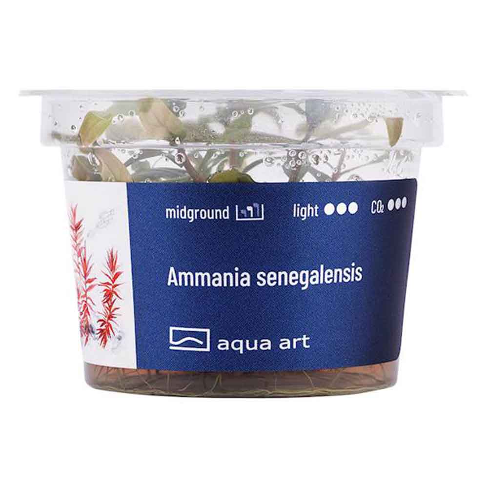 Aqua Art Ammania senegalensis in Vitro Cup