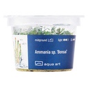 Aqua Art Alternanthera reineckii "Lilacina" in Vitro Cup