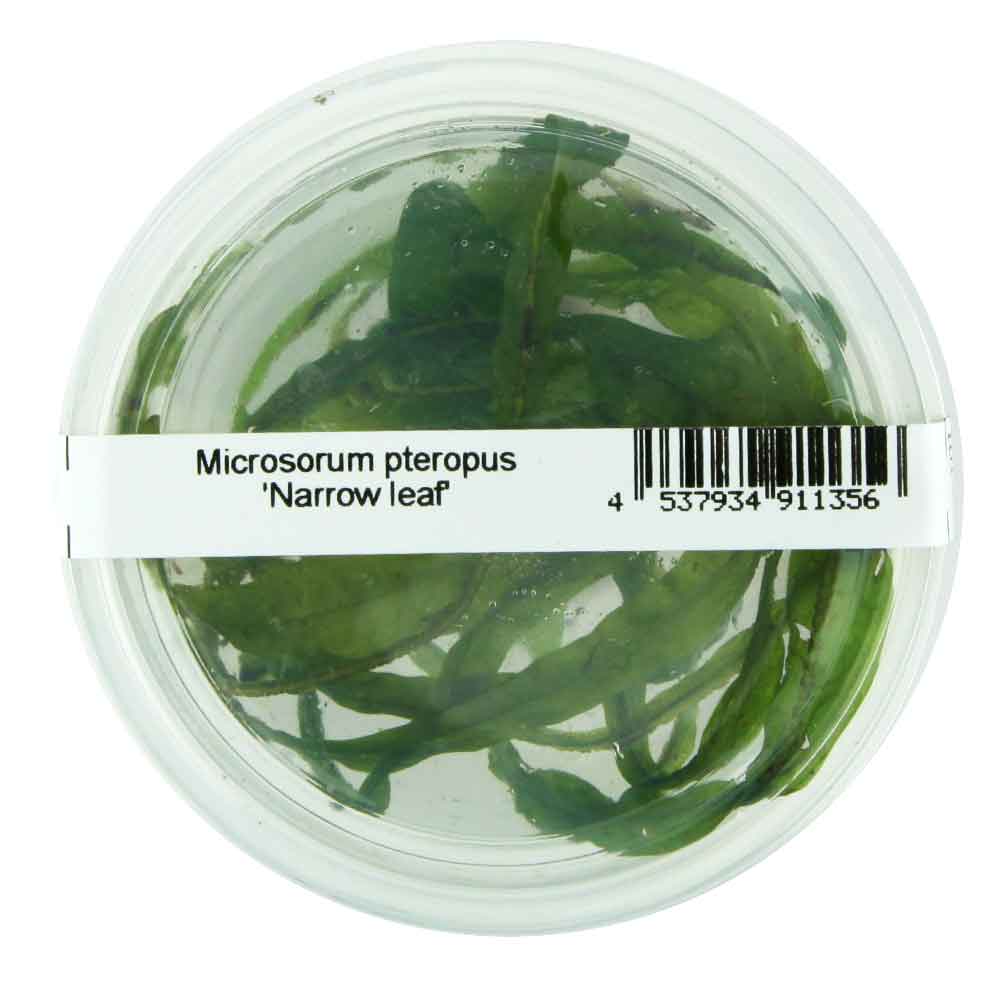 Ada Bio Mizukusa No Mori Microsorum pteropus &quot;Narrow leaf&quot; in Vitro Cup (7,5Ø-13H)