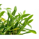 Tropica 1•2•Grow! Cryptocoryne parva in Vitro Cup