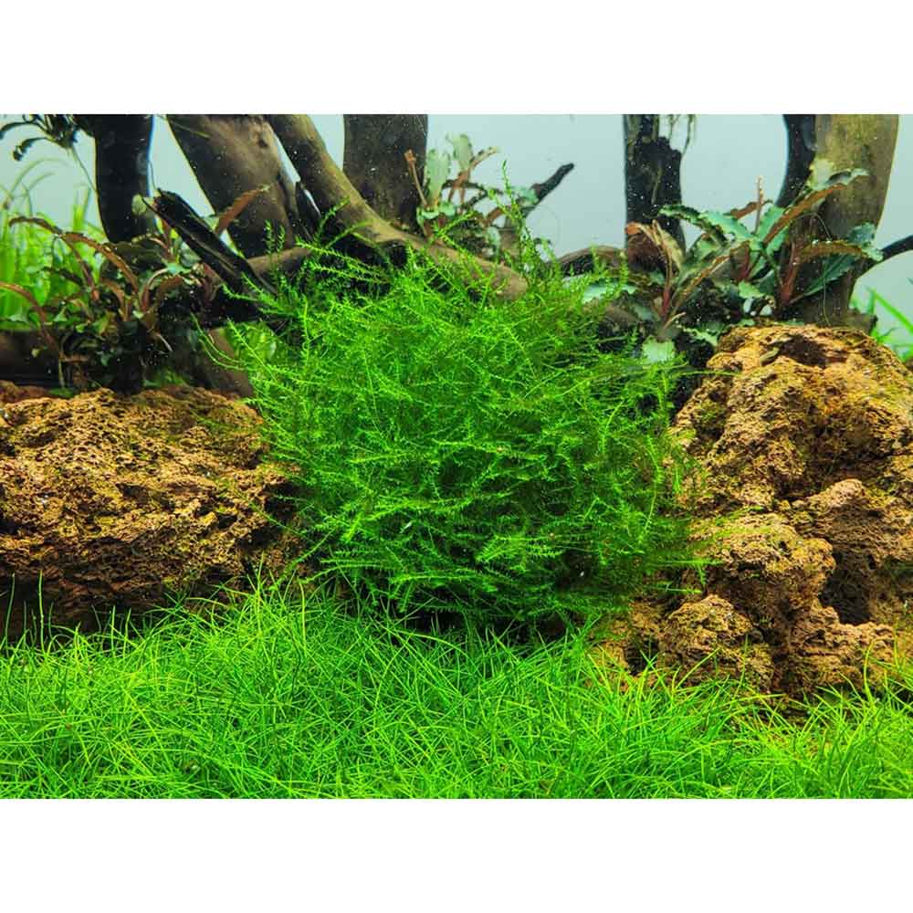 Tropica 1•2•Grow! Leptodictyum riparium in Vitro Cup