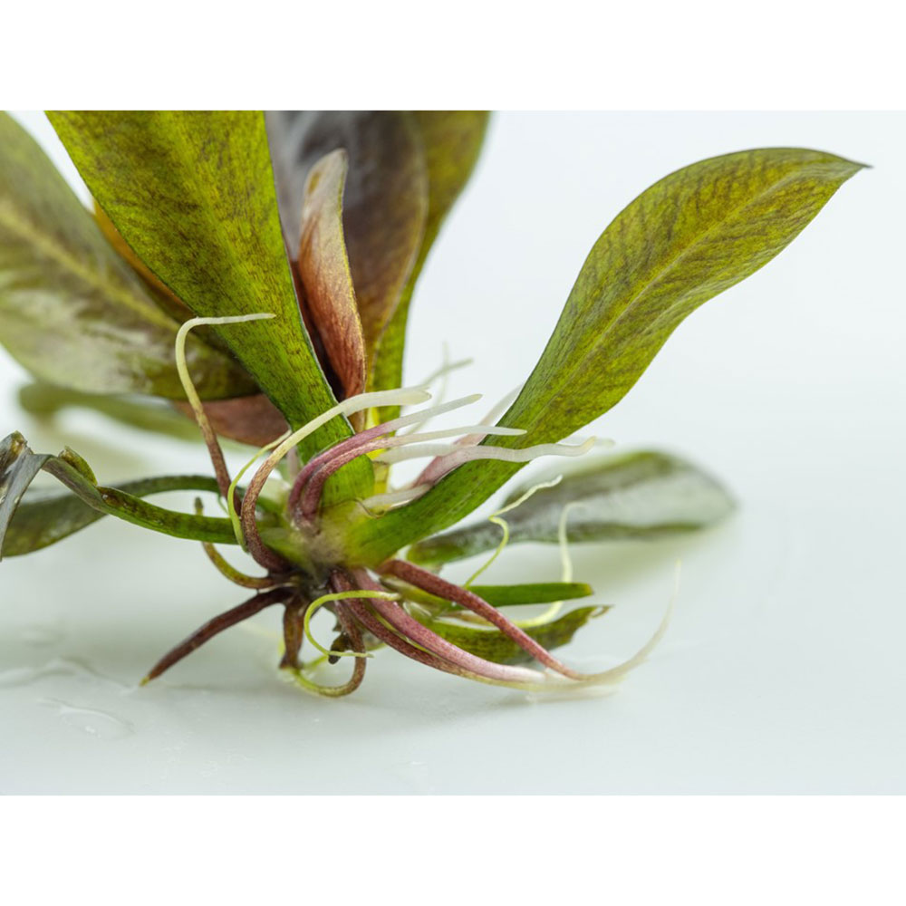 Tropica 1•2•Grow! Echinodorus "Reni" in Vitro Cup