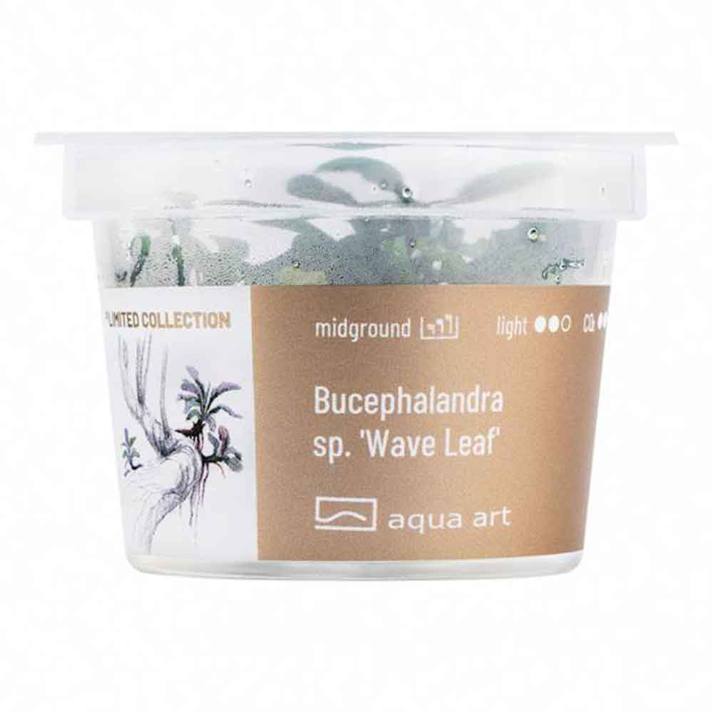 Aqua Art Bucephalandra sp &quot;Wave Leaf&quot; in Vitro Cup